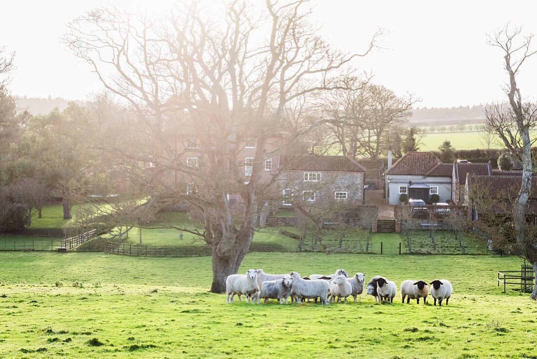 Herd of sheep in meadow outside English farmhouse