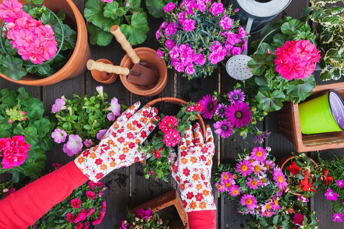 Verschiedene Frühlings- und Sommerblumen auf Gartentisch, Hände beim Umtopfen