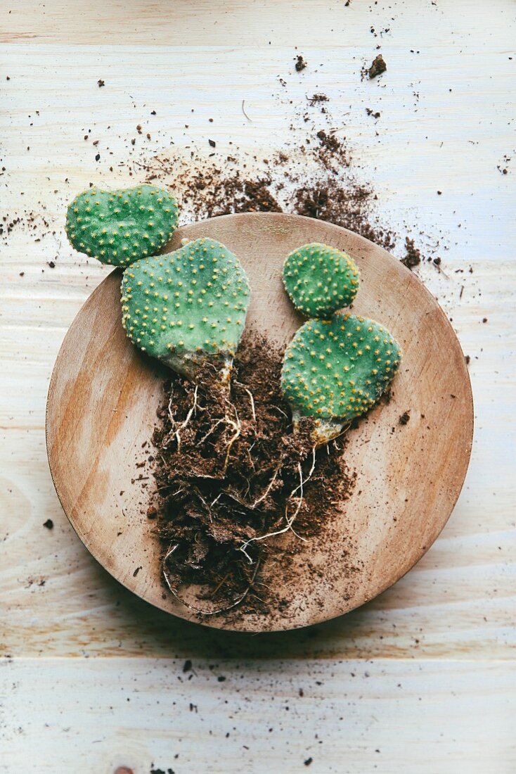 Kaktus (Opuntia microdasys) auf Holzplatte
