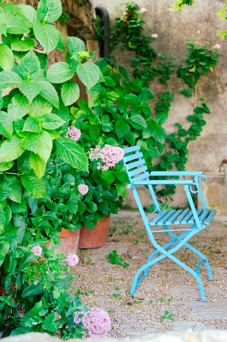 Blauer Gartenstuhl im Hof vor großen Hortensienpflanzen