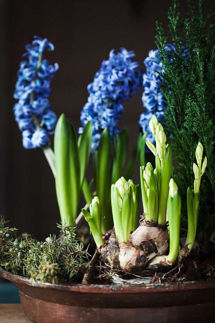 Spring flowers planted in copper pot