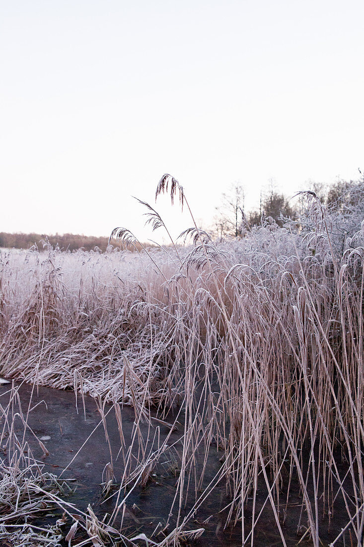 Frozen reeds next to frozen stream in wintry landscape