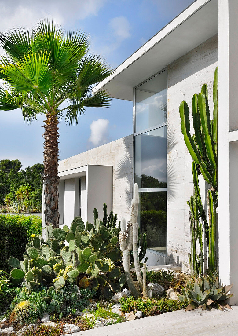 Palme und Kakteen im Steingarten vor modernem Architektenhaus