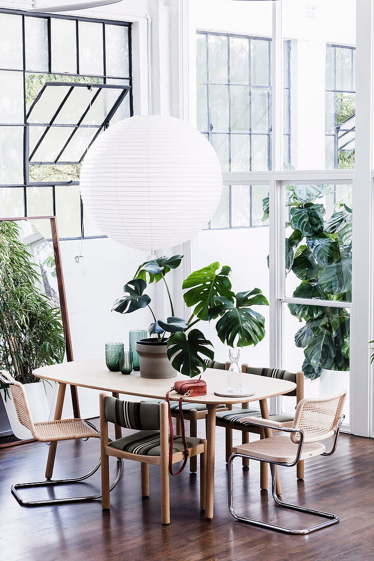 Monstera plant on the dining table with various chairs in the loft