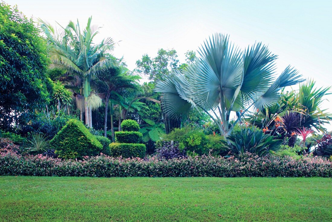 Lawn in front of a bed of tropical plants