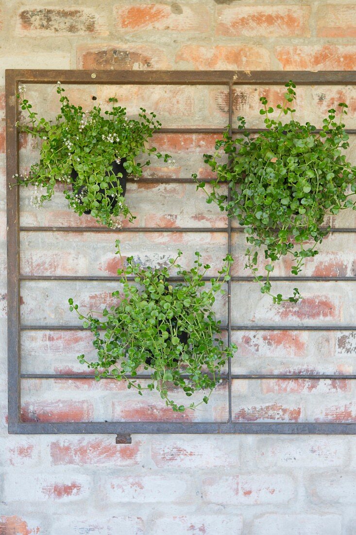 Potted plants attached to metal grille on brick wall