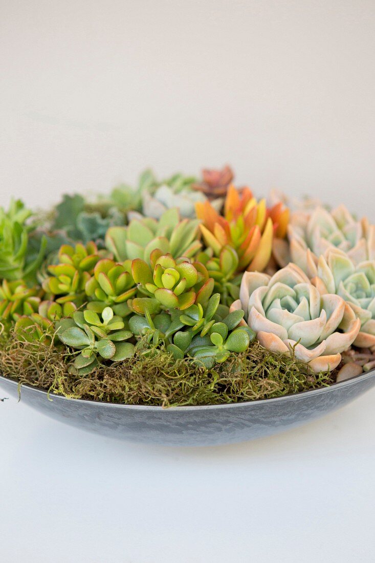 Various succulents planted in dish
