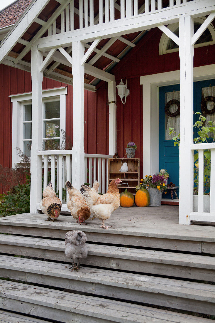 Hühner auf der Treppe zum Eingang eines roten Schwedenhauses