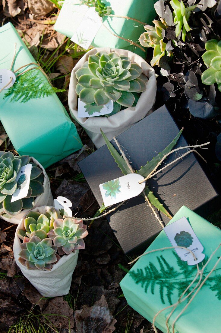 Gifts and succulents in fabric bags on woodland floor