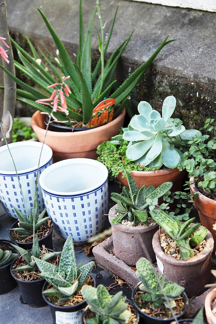 Various potted plants, succulents and planters