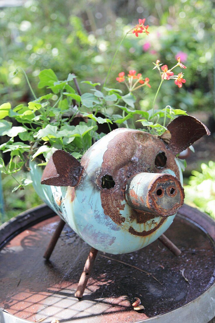 Red-flowering geranium in rusty metal pig-shaped planter