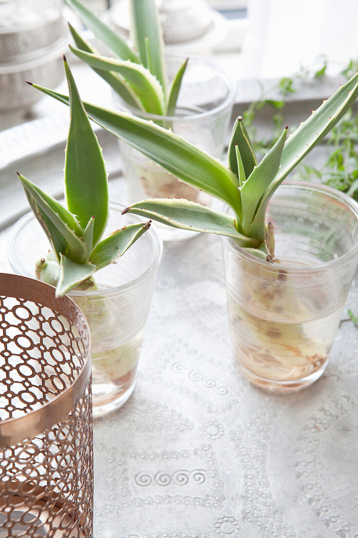 Cuttings of succulent in three glasses of water