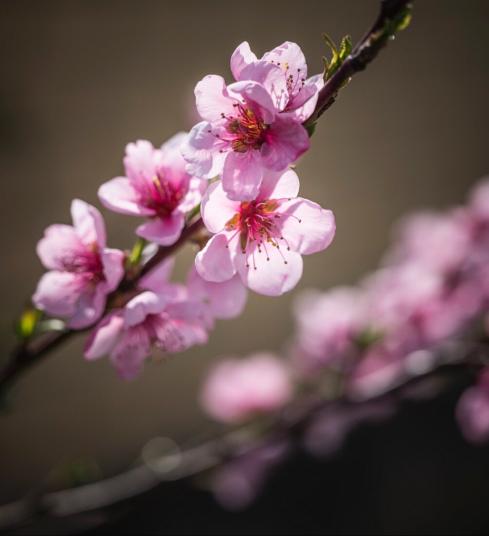 Branch of peach blossom in sunshine