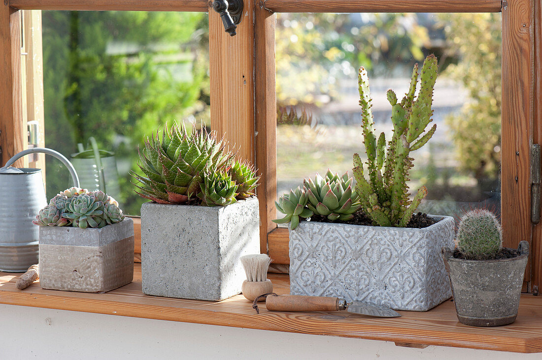 Gray boxes and pot with succulents and cactuses at the window
