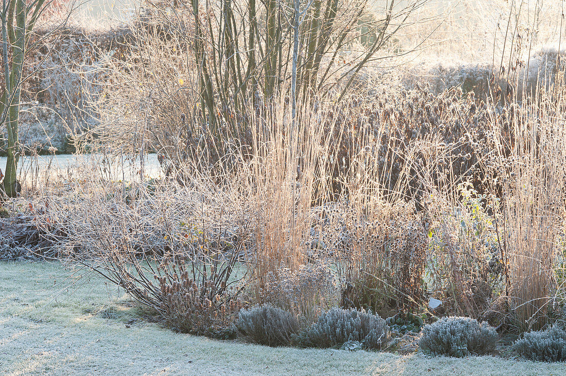 Frozen flowerbed with grasses, perennials and thymus (thyme)