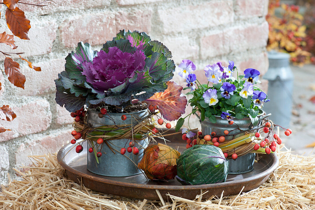 Brassica oleracea 'Pigeon Purple' ( Zierkohl ) und Viola cornuta