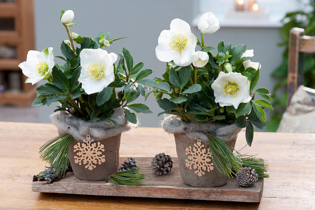 Helleborus niger (Christmas rose) in pots with woolen cord