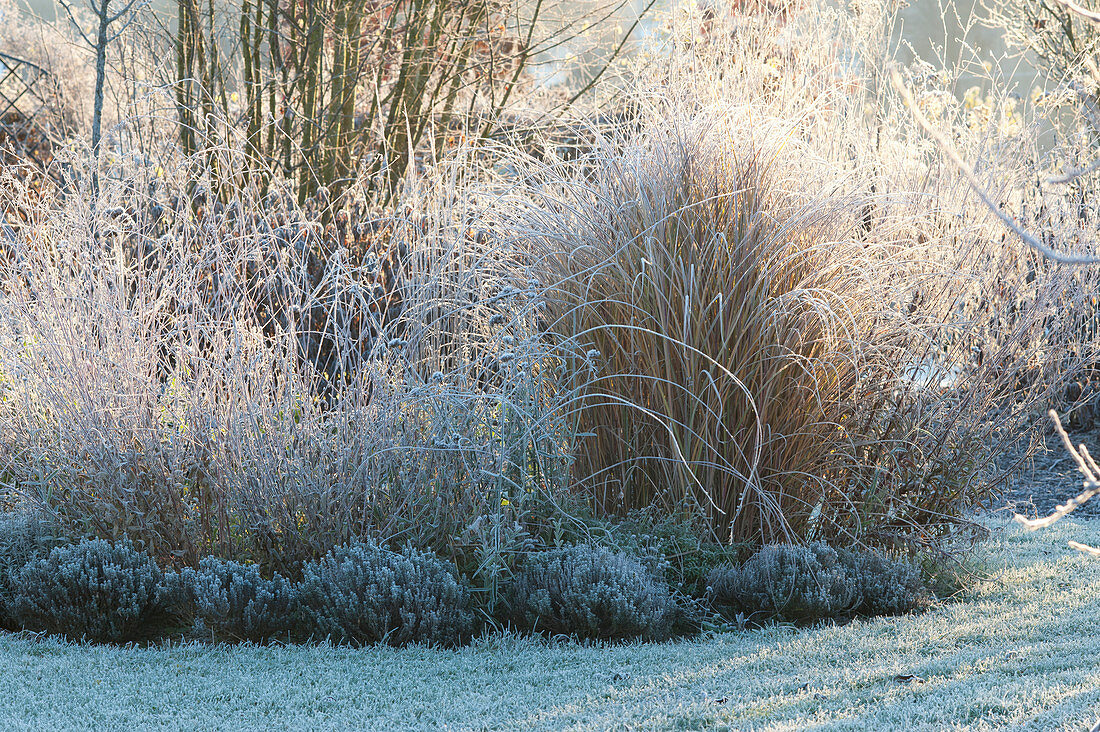 Frozen bed of grasses, perennials and thymus