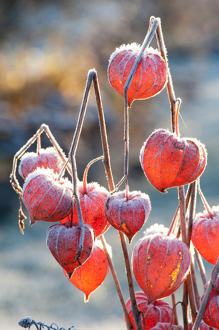 Frozen fruit stands of Physalis alkekengi (Lampion flower)