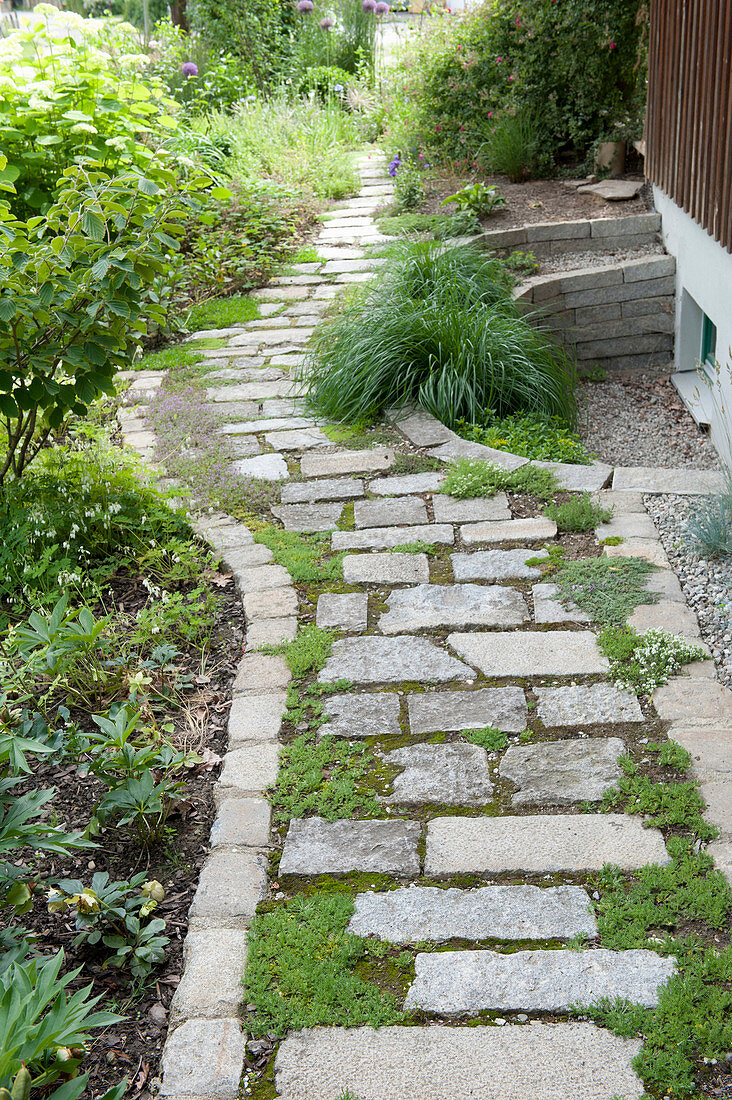 Path made of natural stone slabs, joints overgrown with thymus