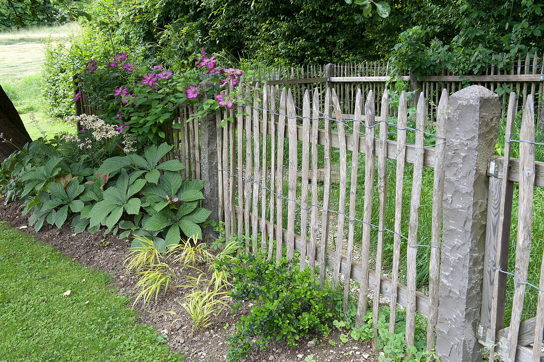 Picket fence with Clematis 'Ville De Lyon' (clematis), Rodgersia