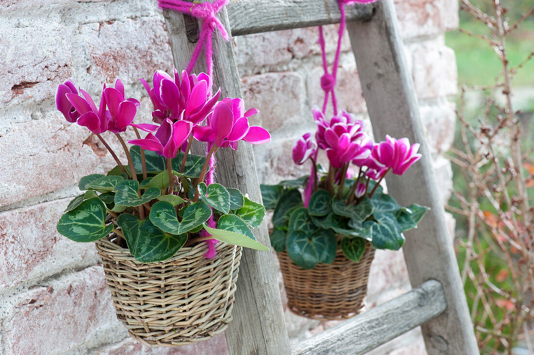 Cyclamen persicum in small baskets on wooden ladder