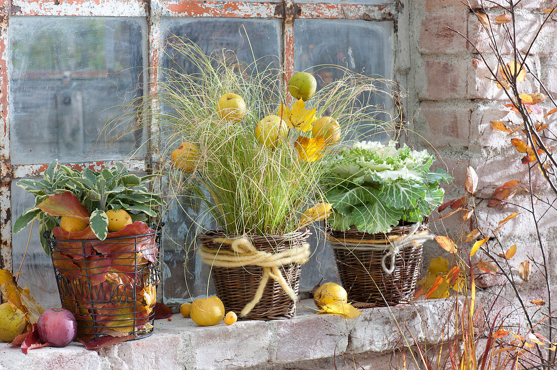 Autumn at the stable window, Carex comans (sedge) and Brassica