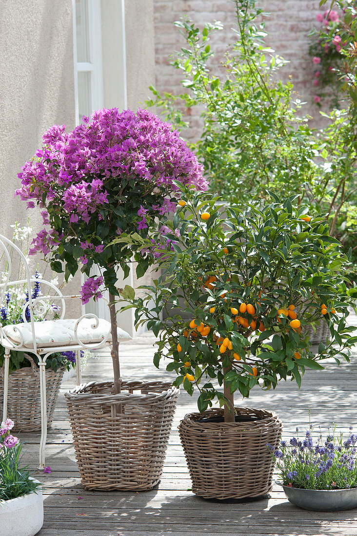 Fortunella japonica (kumquat) and bougainvillea in baskets