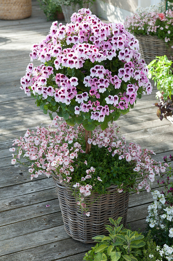 Pelargonium grandiflorum Aristo 'Petticoat' ( Edelgeranie ) Staemmchen