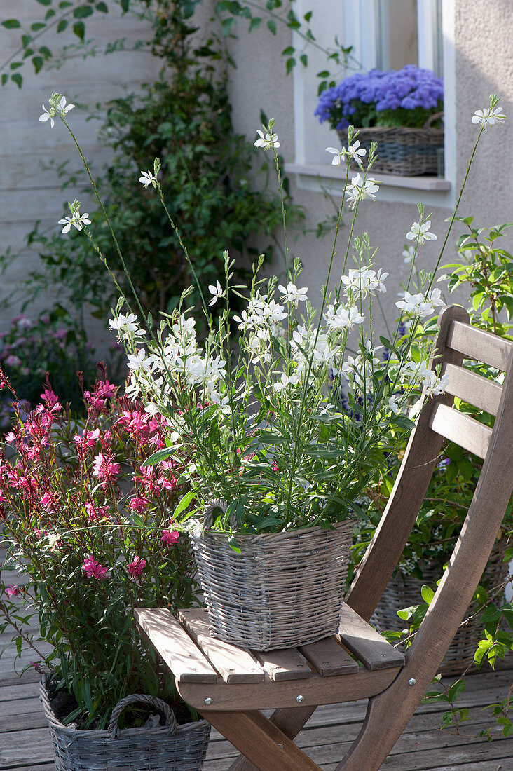 Gaura 'Lillipop Pink' 'Snowbird' ( Prachtkerzen ) in Koerben