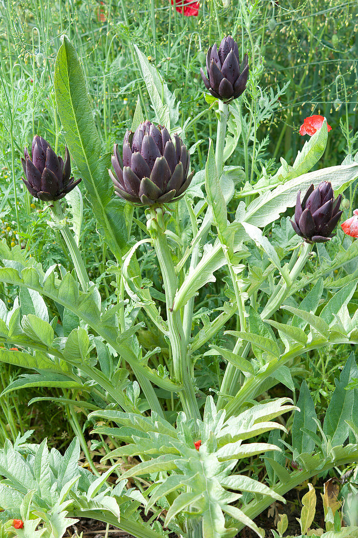 Cynara scolymus 'Violetto de Provence' ( Artischocken ) im Beet