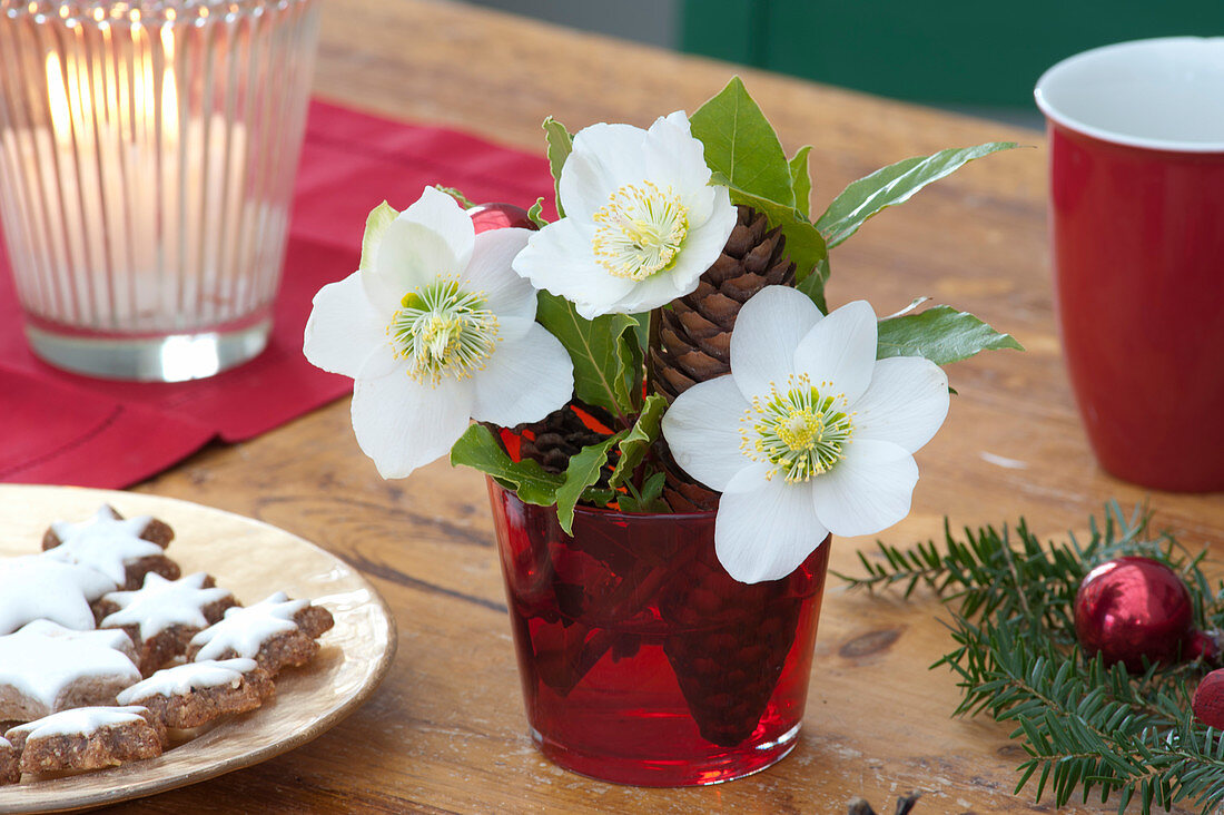 Blueten von Helleborus niger ( Christrose ) mit Zweigen von Laurus