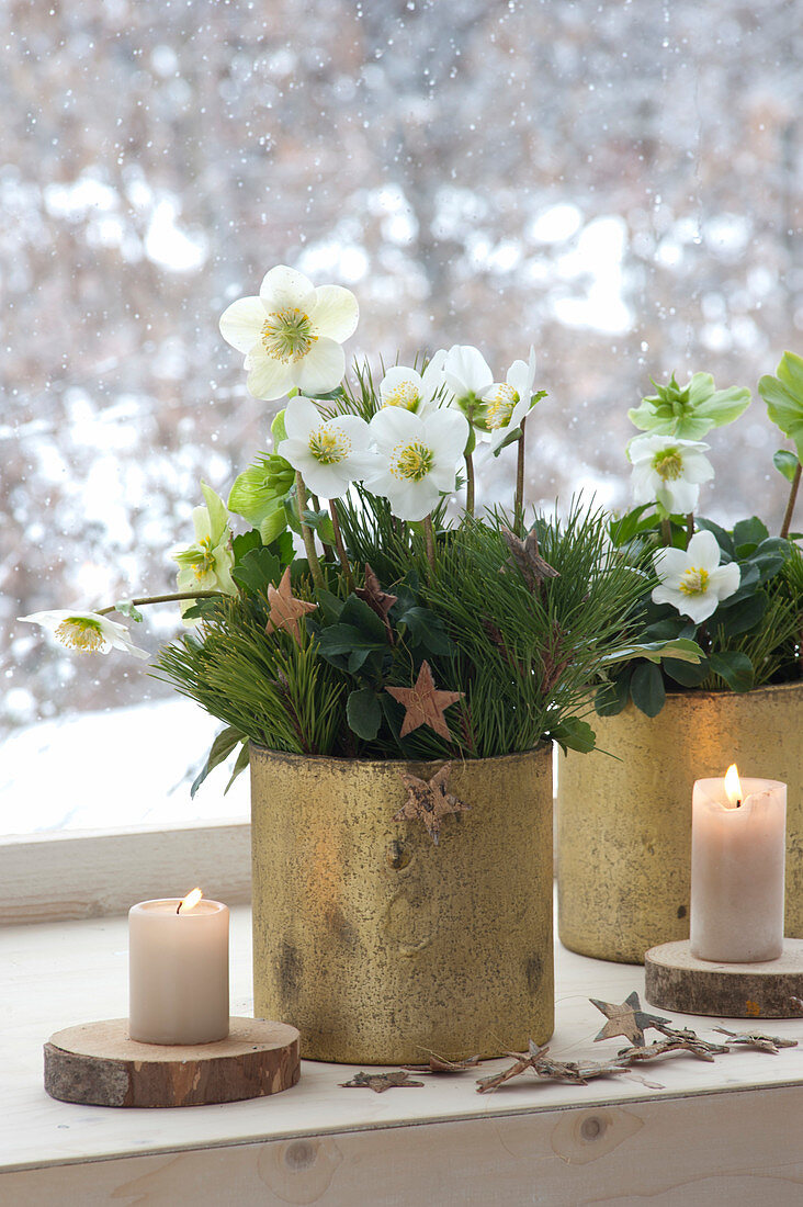 Helleborus niger (Christmas rose) in golden pots by the window