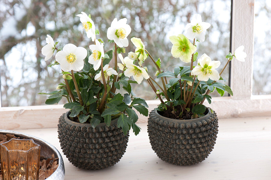 pots with helleborus niger (Christmas rose) at the window