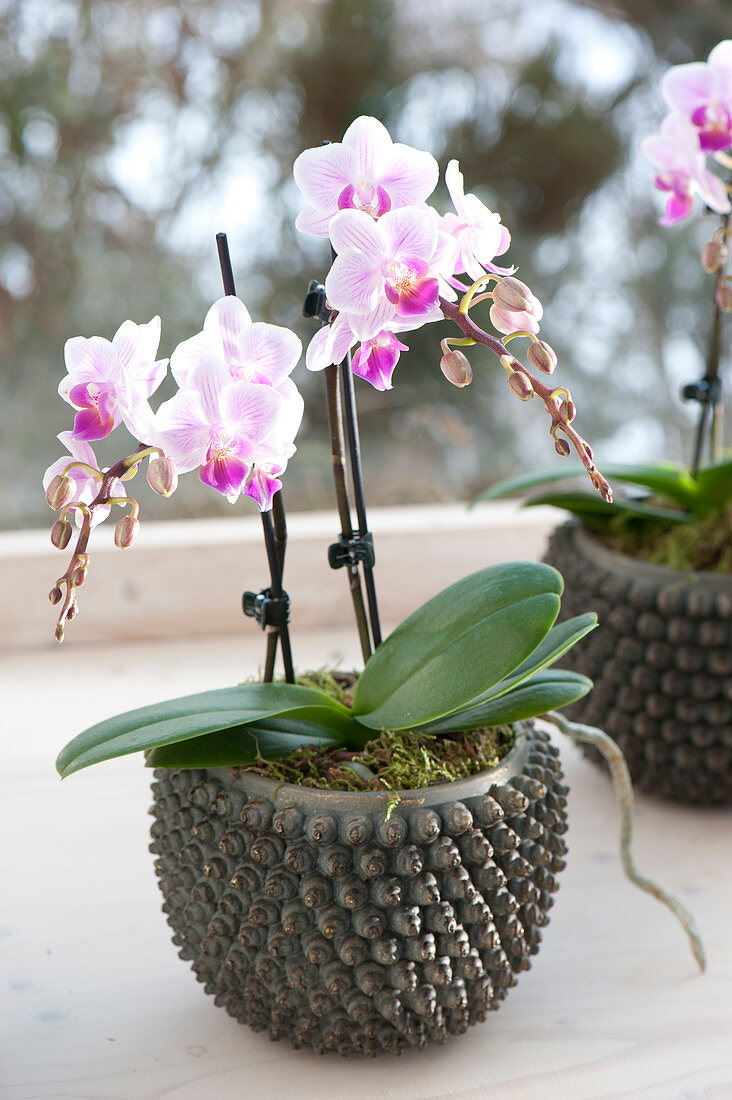Phalaenopsis pot (Malay flower, butterfly orchid)