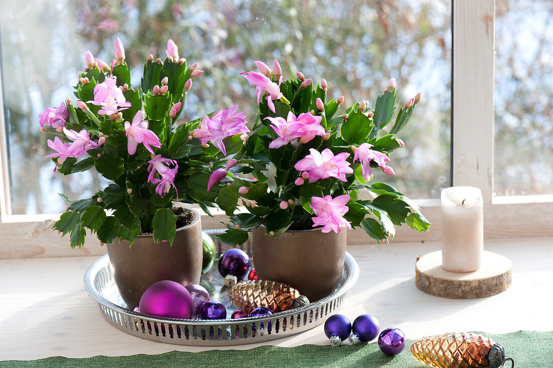 Bluehende Schlumbergera ( Weihnachtskakteen ) mit Christbaumkugeln