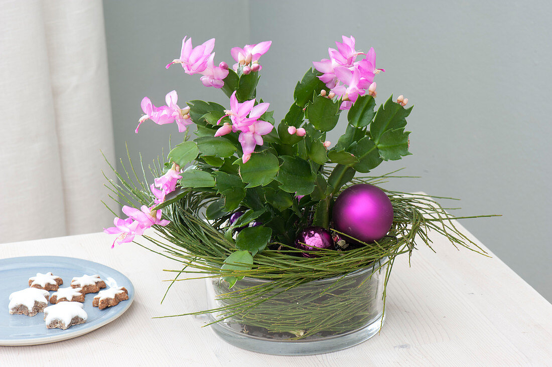 Schlumbergera with branches of Cytisus