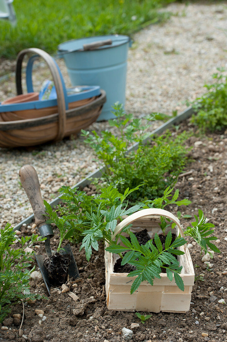 Jungpflanzen von Tagetes ( Studentenblumen ) ins Beet pflanzen