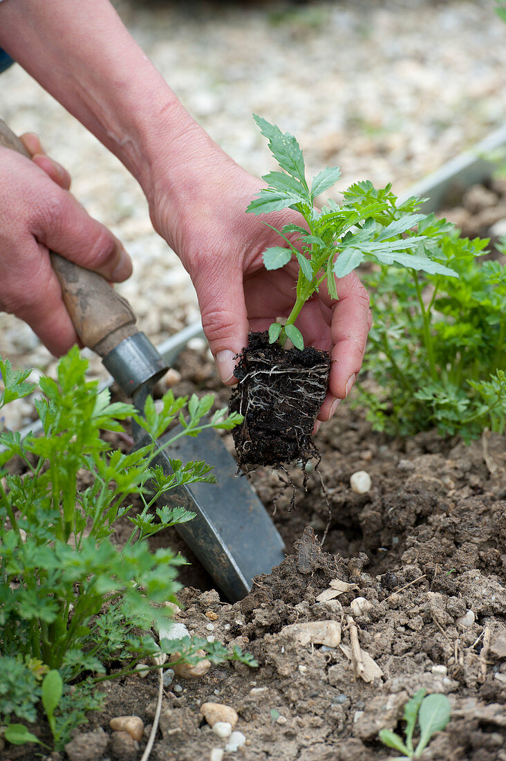 Jungpflanzen von Tagetes ( Studentenblumen ) ins Beet pflanzen