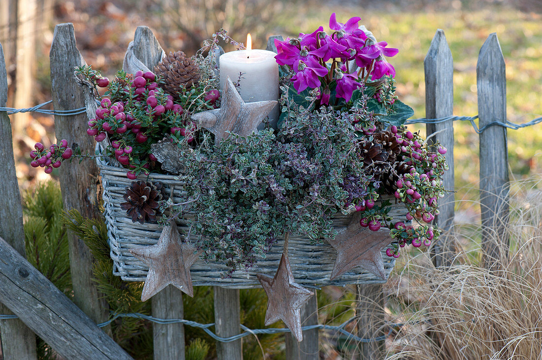 Christmas basket box hung on fence, Pernettya mucronata