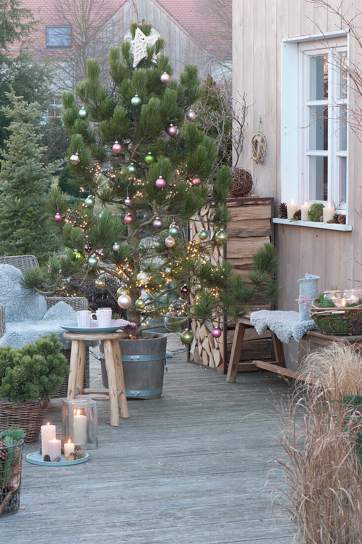 Weihnachtliche Terrasse mit Pinus nigra ( Schwarzkiefer )