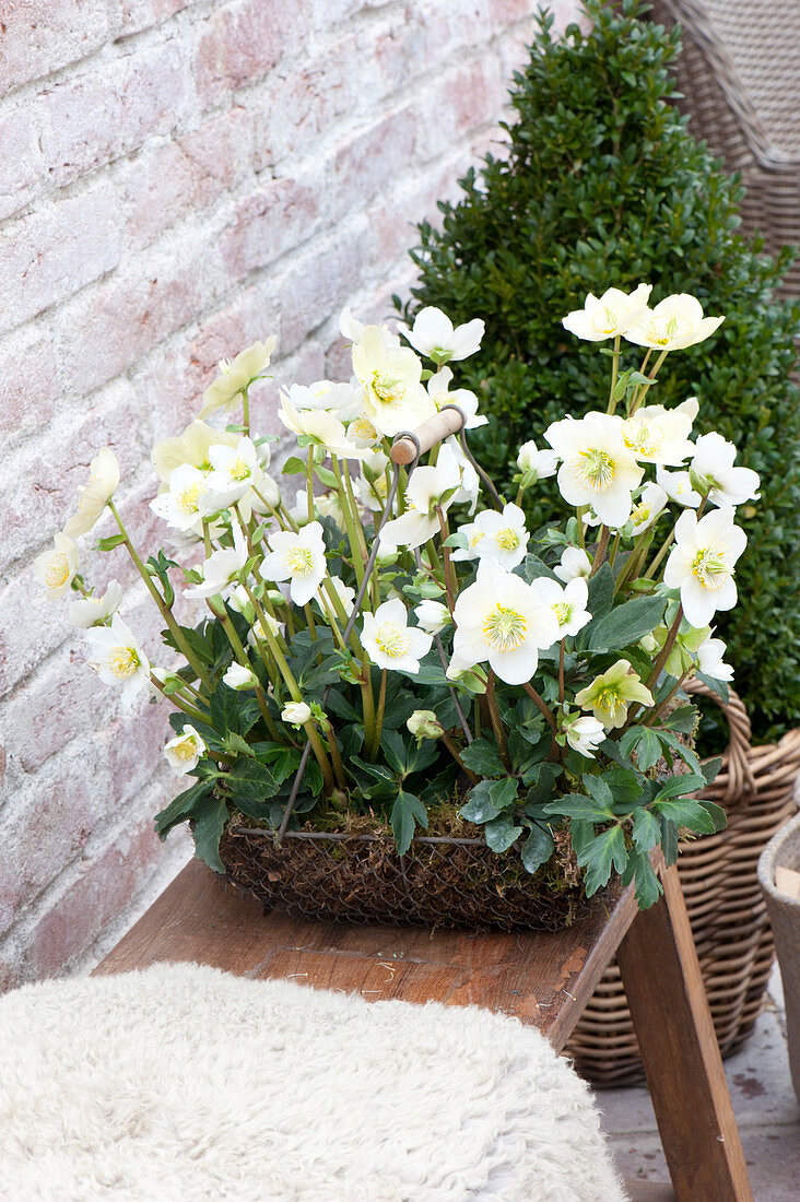 Helleborus niger ( Christrosen ) in Drahtkorb mit Moos auf Holzbank