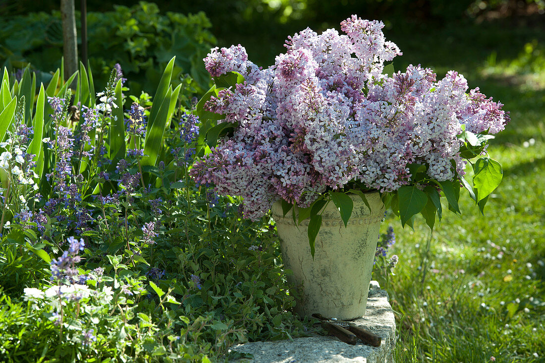 Syringa (lilac) bouquet on the flowerbed with Nepeta (catmint)
