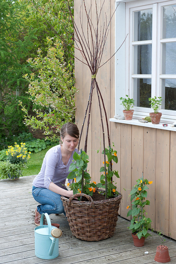 Schwarzaeugige Susanne in Korb mit Rankhilfe einpflanzen :