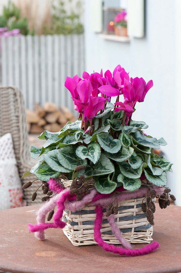 Cyclamen persicum ( Alpenveilchen ) in Korb mit Wollschnur