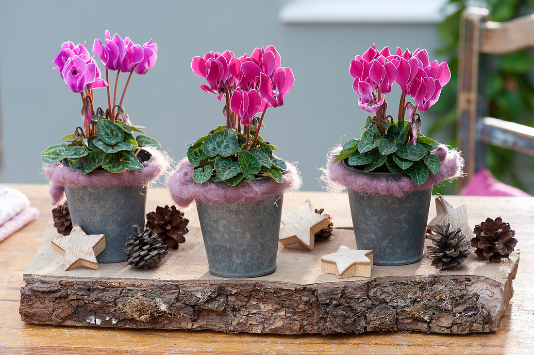 Cyclamen persicum ( Mini - Alpenveilchen ) in Zinktoepfen