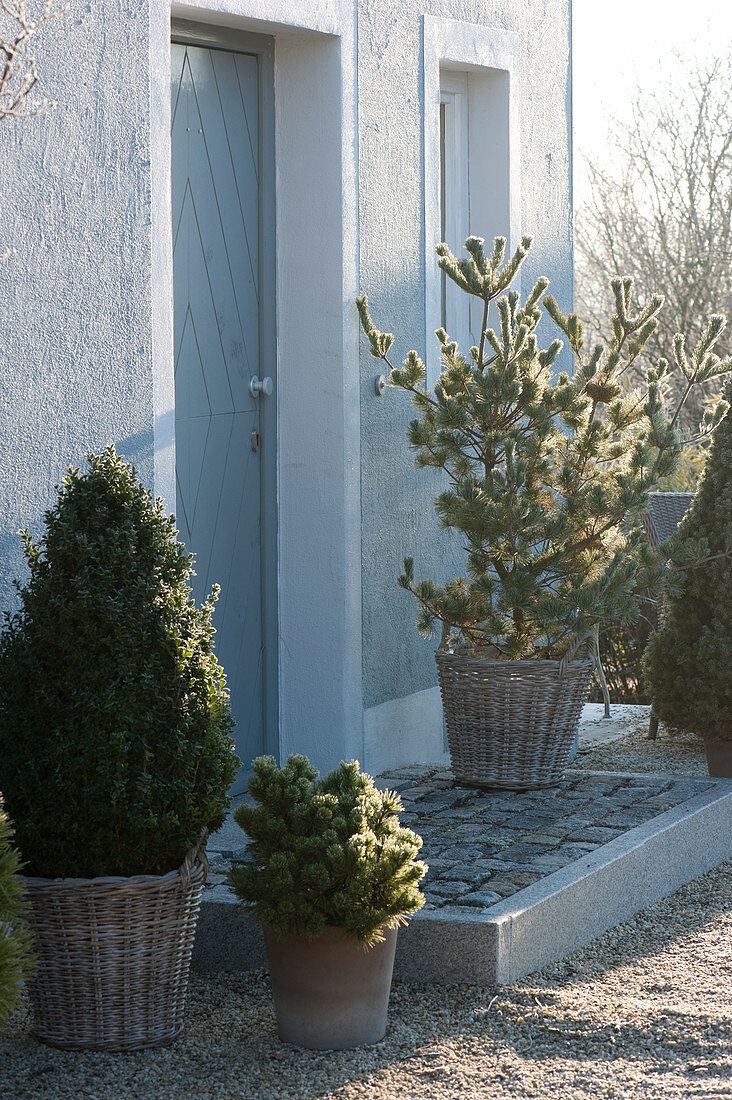 Arrangement with evergreen trees at the entrance