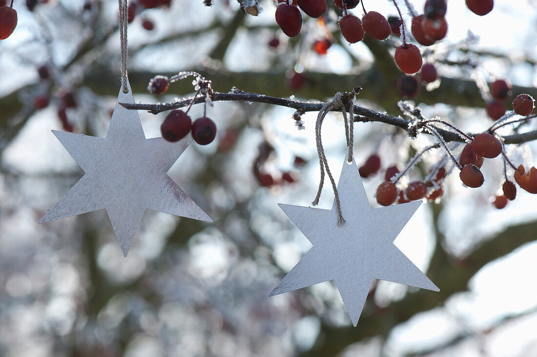 Silberne Sterne an Malus ( Zierapfelbaum ) mit Fruechten