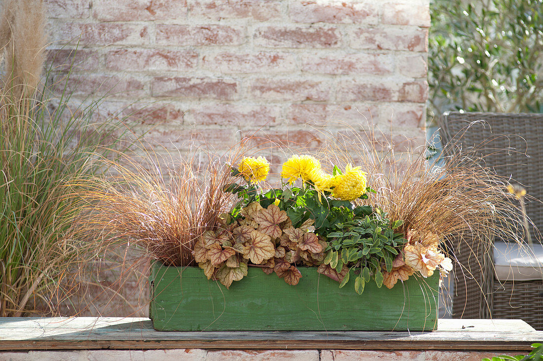 Autumn planted green wooden box, Carex comans 'Bronze'