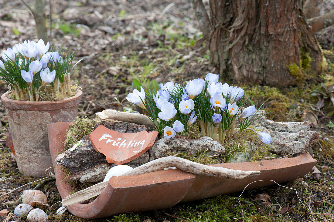 Crocus chrysanthus 'Blue Pearl' ( Botanische Krokusse ) auf Terracotta